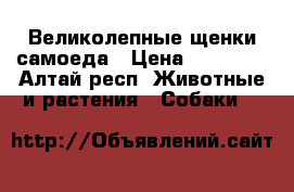Великолепные щенки самоеда › Цена ­ 40 000 - Алтай респ. Животные и растения » Собаки   